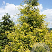 Chamaecyparis l. 'Karaca' 80-100 cm 6,5L