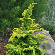 Chamaecyparis o. 'Fernspray Gold' 40-50 cm 6,5L