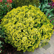 Chamaecyparis o. 'Nana Aurea' 50 cm stam 15L kroon 30-40