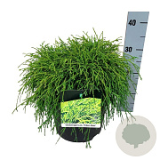 Chamaecyparis p. 'Filifera Nana' 50-60 cm 6,5L