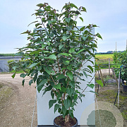 Clerodendrum trichotomum fargesii 175-200 cm 30L extra