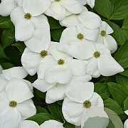Cornus Aurora 225-250 cm cont. 90L extra
