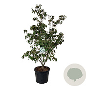Cornus k. 'China Girl' 150-175 cm cont. 55L extra