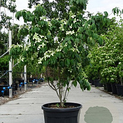 Cornus k. 'China Girl' 225-250 cm cont. 230L solitair