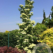 Cornus k. Flower Tower 100-125 cm 14L