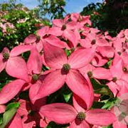 Cornus k. Scarlet Fire 150-175 cm cont. 55L extra