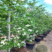 Cornus kousa 'Venus' 225-250 cm cont. 90L extra