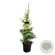 Cryptomeria j. 'Kyara Gold' 225-250 cm cont. 55L extra