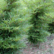 Fagus syl. 'Mercedes' 60 cm stam 30L