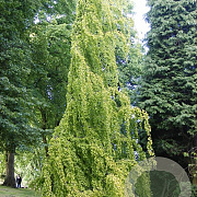Fagus syl. 'Rohan Green Weeping' 200-225 cm 30L extra
