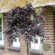 Fagus syl. 'Rohan Weeping' 60 cm stam 15L