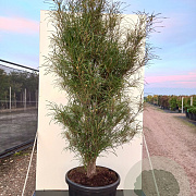Frangula alnus Fine Line 125-150 cm 30L extra