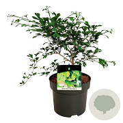 Ginkgo biloba 'Little Emperor' 50-60 cm 15L