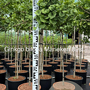 Ginkgo bil. 'Mariken' 80 cm stam 15L