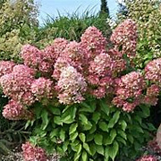 Hydrangea pan. Graffiti 50-60 cm 14L