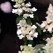 Hydrangea pan. Living Infinity 50-60 cm 14L