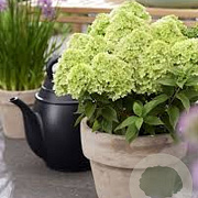 Hydrangea pan. Living Little Apple 50-60 cm 14L