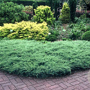 Juniperus h. 'Agnieszka' 50-60 cm 6,5L