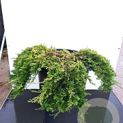 Juniperus h. 'Golden Carpet' 30-40 cm 6,5L