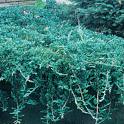 Juniperus h. Icee Blue 30-40 cm 6,5L
