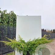 Juniperus pf. 'Pfitzeriana Aurea' 125 cm 45L bonsai