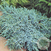 Juniperus squamata 'Blue Carpet' 125 cm cont. 130L bonsai