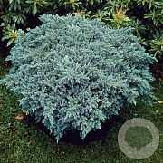 Juniperus squamata 'Blue Star' 30-40 cm 6,5L