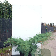 Juniperus virg. 'Grey Owl' 125 cm 45L bonsai