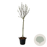 Magnolia 'Pink Beauty' 120 cm stam cont. 55L extra