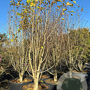 Magnolia kobus 300-350 cm cont. 500L solitair