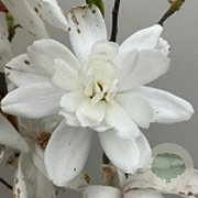 Magnolia loebneri 'Wildcat' 100-125 cm cont. 55L extra