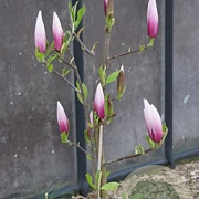 Magnolia 'Sentinel' 200-225 cm cont. 55L extra