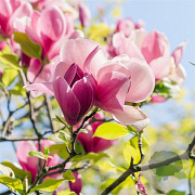 Magnolia soul. 'Satisfaction' 90 cm stam 30L extra