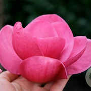 Magnolia Watermelon 250-300 cm cont. 90L extra