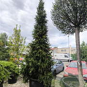 Picea abies 'Columnaris' 50-60 cm 6,5L