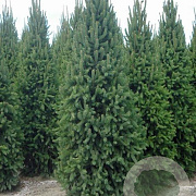 Picea abies 'Cupressina' 50-60 cm 6,5L