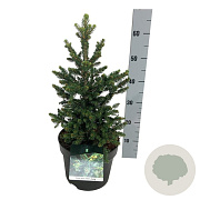 Picea abies 'Will's Zwerg' 50-60 cm 6,5L