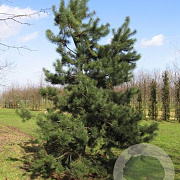 Pinus contorta 175-200 cm cont. 285L bonsai