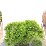 Pinus dens. 'Low Glow' 60 cm stam 15L kroon 40-50