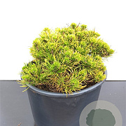 Pinus mugo 'Carsten's Wintergold' 25-30 cm 7,5L