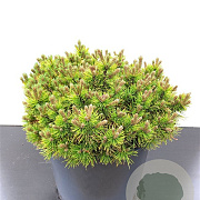Pinus mugo 'Ophir' 30-40 cm 15L