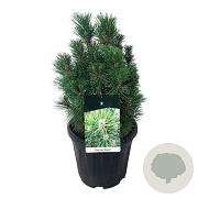 Pinus nigra 'Richard' 40-45 cm 15L bol