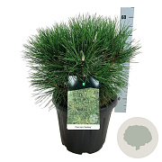 Pinus nigra 'Spielberg' 30-40 cm 15L