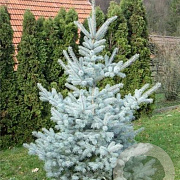 Picea pungens 'Edith' 50-60 cm 6,5L
