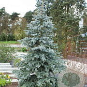 Picea pungens 'Koster' 40-50 cm 6,5L
