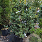 Pinus parv. 'Negishi' 60-80 cm 15L