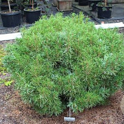 Pinus strobus 'Green Twist' 25-30 cm 6,5L