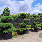 Pinus sylvestris 250-300 cm cont. 500L bonsai