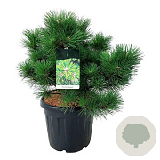 Pinus thunbergii 'Sayonara' 40-45 cm 15L bol