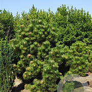 Pinus thunbergii 'Thunderhead' 30-40 cm 6,5L